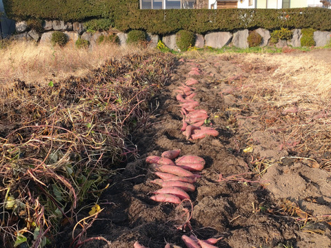 元イタリアンシェフが育てる鳴門金時10kg栽培期間中、農薬、化学肥料不使用【冬ギフト】