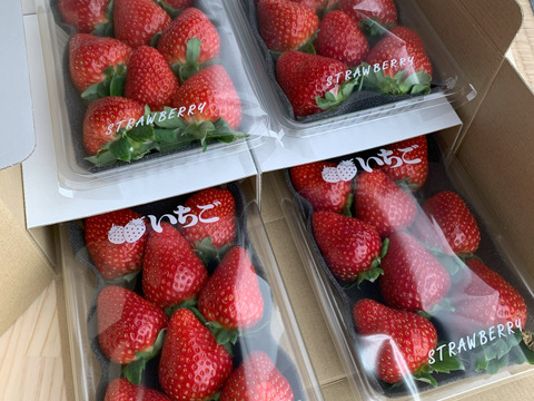 獲れたて、いちご４品種食べ比べセット260ｇ×４パック