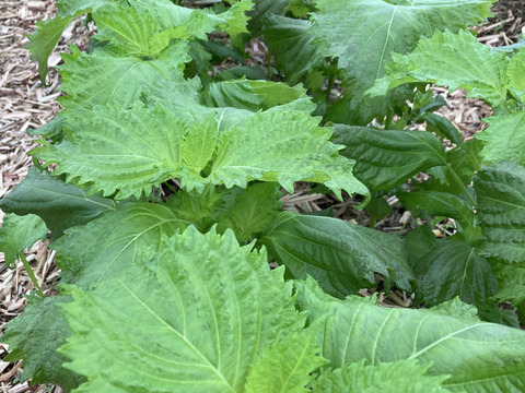 『大葉』300枚◆農薬・化学肥料・動物性堆肥不使用