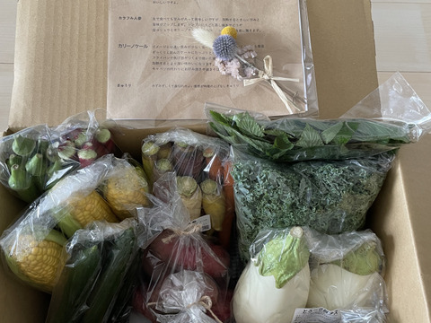 【栽培期間中：農薬不使用】季節の彩り野菜セット　Lサイズ