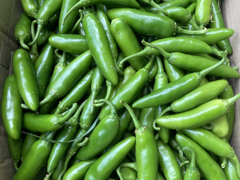 【化学肥料農薬不使用】旨辛肉厚ハラペーニョ