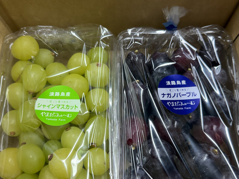 「2パック選べる！淡路島産ぶどう食べ比べセット１kg」