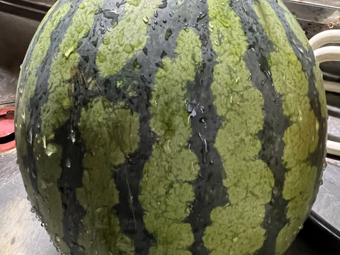 金色羅皇　７キロ程度　1玉入り