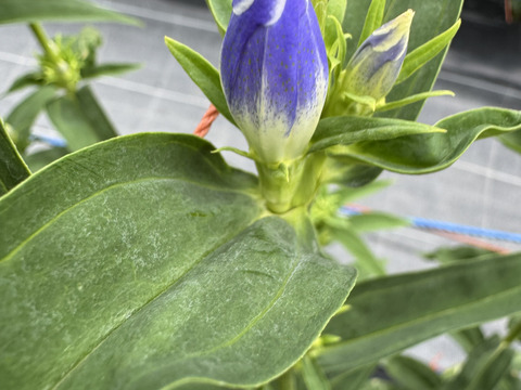 リンドウ　３品種　15本　クール便