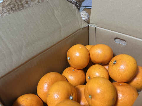 極ウマせとか 約5kg 【訳あり品、ご家庭用】