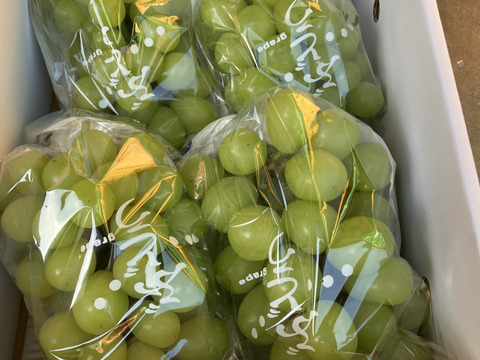 クール便❗️すぐ発送！家庭用シャインマスカット約1.7キロ3-5房　農薬半減栽培！　訳あり家庭用