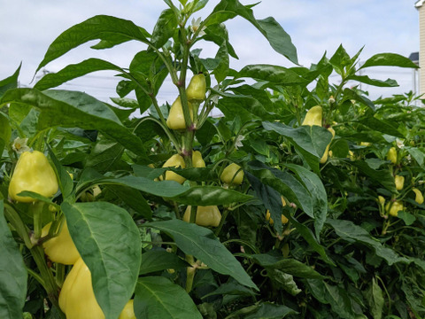 【アワード受賞福袋】旬のVEGE箱「厳選8品目セット」
食べチョクアワード野菜2位受賞の旬のVEGE箱から、特に食べて欲しい8品種を厳選しました。レギュラーサイズだと多すぎて食べきれない方にもぜひ♪