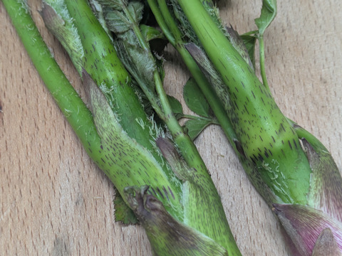 ウド　山うど　天然　山菜　約５００−６００ｇ程度　サイズバラバラ