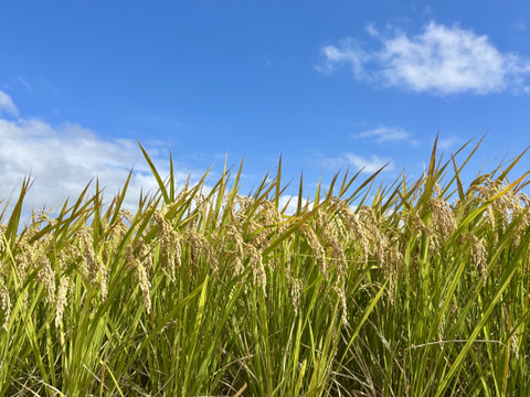 きぬむすめ 5キロ　令和7年
