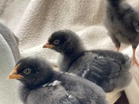 親鶏のスモークチキン