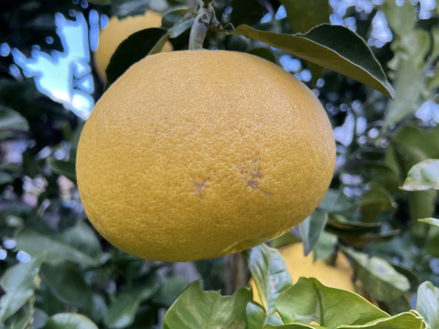 シーズンラストのご案内！【農薬不使用】ねこ農園の文旦2kg