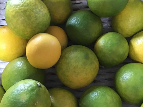 グラントレモン3キロ🍋(20玉前後)