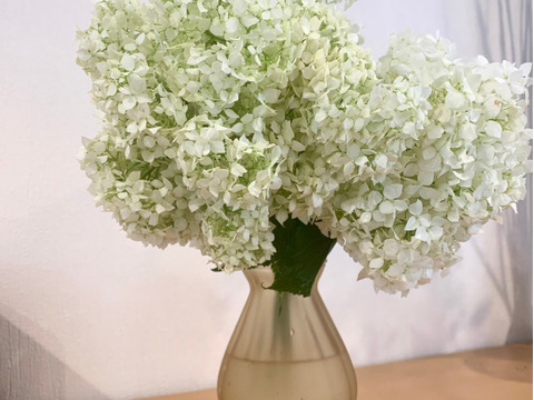 【癒しのお花】アナベル　5本　(30〜50cm)