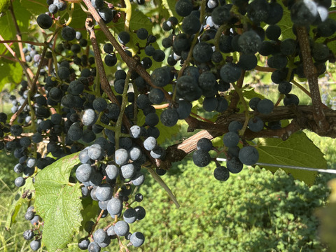 ワイン用ぶどうで作ったジュース２本セット　ヤマソーヴィニヨン(赤)、モンドブリエ(白)　720ml✖️各1本