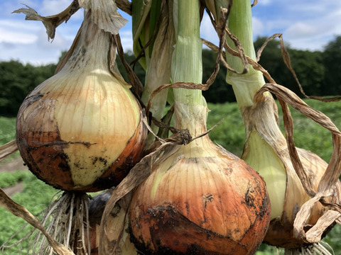 北海道産‼️農薬化学肥料不使用🎃🥔🧅旬の3点セット‼️くりりん南瓜＋新物玉ねぎ＋新じゃが＝約10㎏☺
