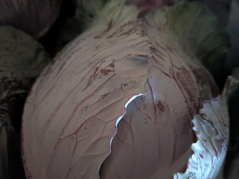 ミニ紫キャベツ🟣７キロ