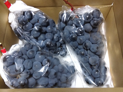 【昔懐かしい昭和の味】マスカットベリーＡ 4房前後　約2キロ ★種あり