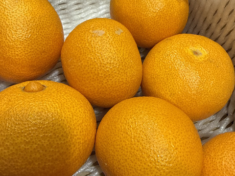 【紅プリンセスと同品種】プリンセス（甘平とまどんなの新品種）２ｋｇ×４箱　※２月下旬発送