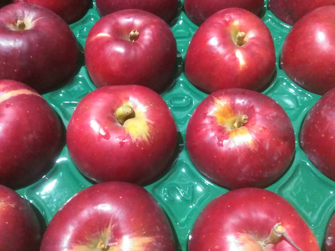 予約規格外紅玉5キロ