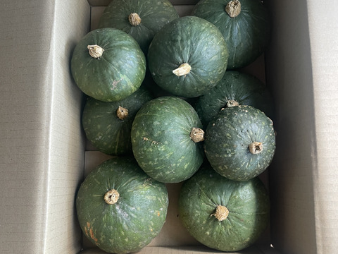 〜南国土佐旬便り〜　ミニかぼちゃ 『ほっこり姫』ホクホクやさしい甘さ❤︎で使いやすいサイズ(o^^o)【4.0〜4.2kg】（大小10〜13個）