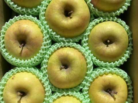 甘～いりんご✨ぐんま名月 約3kg 信州りんご