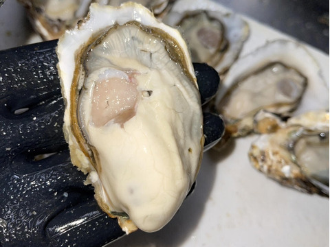 【贈り物】【生牡蠣】【生食用】三重県産 浦村かき 
むき身500g＋S～Mサイズ殻付き20個 1箱セット（約2.1kg前後）（3、4人前）
母の日父の日【冬ギフト】【生で食べれる美味い牡蠣】