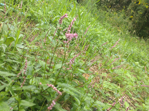 野草「イヌタデ」別名「アカマンマ」生葉☆可愛いピンク色の花部を料理の彩りに☆畑内の管理された場所でのイヌタデ🌿10本以上🏣ゆうパック