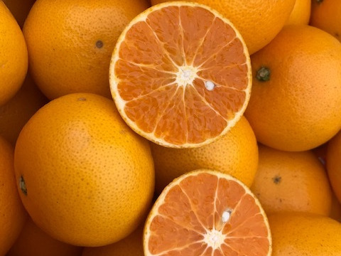 ゴリゴリ食感が美味しい！春峰（しゅんぽう）3.5kg