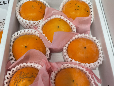 期間限定！糖度20度以上！福馬果樹園の屋根かけ太秋柿！！