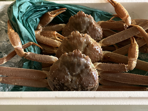 天然本ズワイガニが獲れたて生で届く！マイナー産地新潟産約2キロ入り