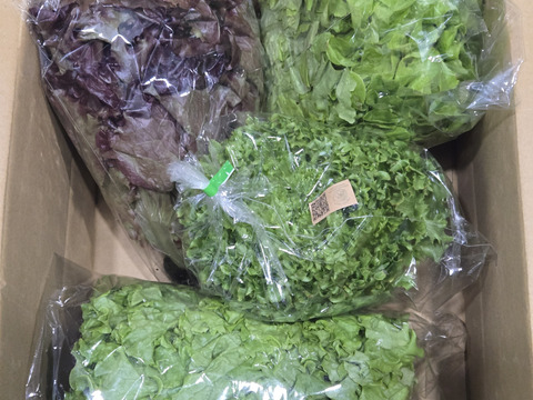 【新品種食べ比べ3種セット‼️数量限定】サラダはこのセットがあれば🆗レタスパーティーしませんか？ふわふわリーフレタス1株&フリルレタス1株　超赤強サニーレタス1株