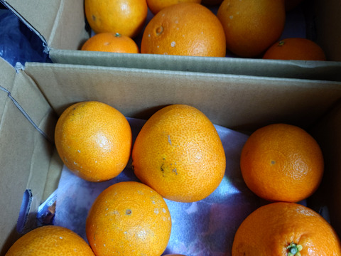 まるで天然ゼリー！まどんな（ご家庭用・2㎏）×２箱