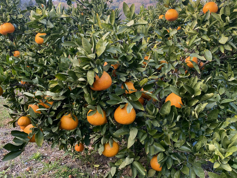 【愛媛県中島産】伊予柑　10kg　小玉（２S〜S)中心
