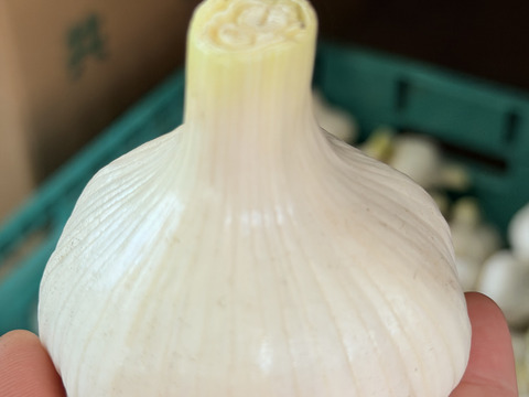 【旬のフレッシュ生ニンニク】期間限定　3kg
