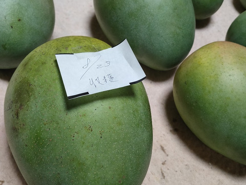 希少キーツマンゴー（家庭用）2.2kg