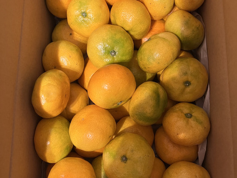 M～Lサイズ5kg:とみ子ばぁばの宮川早生みかん糖度12度以上/和歌山県有田産