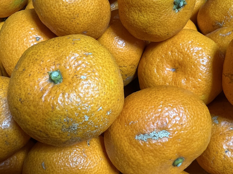 【柑橘食べ比べ】チビ湘南ゴールド500g&お家みかん2kg