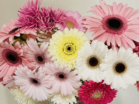 花農家直送 ガーベラおまかせ贅沢ミックス 30本 福岡県産の花 植物 食べチョク 産地直送 産直 お取り寄せ通販 農家 漁師から旬の食材を直送