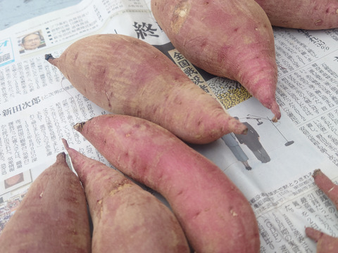 【熟成べにはるか】蜜たっぷり・しっとり甘い🍠焼き芋に最適！S〜Lサイズ混合／5kg／土付き