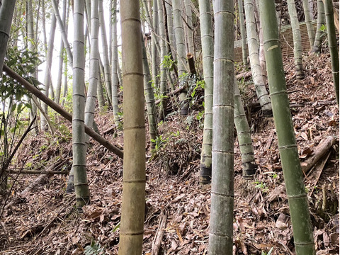 [送料500円引]筍 たけのこ3kg 糠と唐辛子・木の芽付
