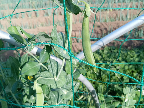 毎日パワーぬか漬けセット🥕🥦🥬かぶつき【数量限定❗❗】ばぁばのモノスゴイ野菜😋🍙子供に食べさせたい野菜❗❗✨✨✨