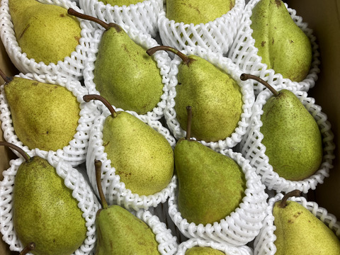 ラ・フランスとちょっと違う　　西洋梨　希少品種（エル・ドラド）18玉～２０玉