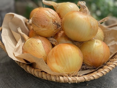 北杜市八ヶ岳南麓産！【玉ねぎ９.５㎏】栽培期間中農薬化学肥料不使用！