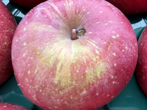 甘さと酸味が絶妙！青森県産サンふじ(訳あり)　約5kg 16個