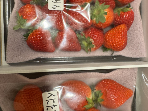 【あまりん・べにたま】食べ比べ２パック(500g)🍓