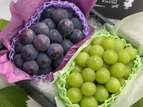 【数量限定】希少品種オーロラブラック&シャインマスカット(約800g) 秀品ランク 岡山県産 9月上旬 (熨斗対応可)