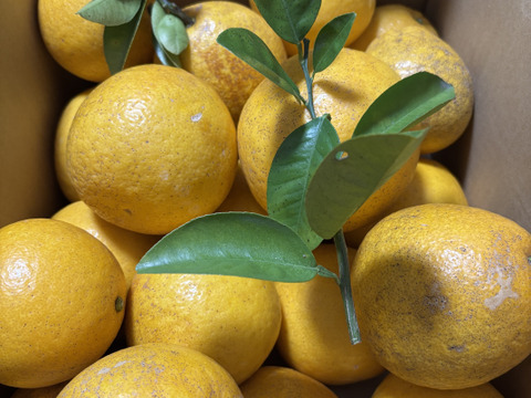 河内晩柑〔ジューシーオレンジ〕　　7.5k今季最後のみかんです。果汁たっぷりでとても美味しいですよ♪果実を絞ってジュースでも美味しいです。