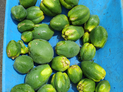 パパイン酵素たっぷり!!沖縄の青パパイヤ1ｋｇ