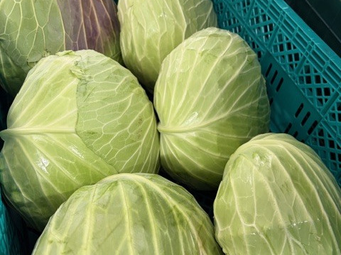 【訳あり】助けてくださいm(_ _)m　京都･山城のキャベツ　8kg以上（3玉～4玉）