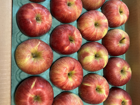 信州りんご🍎優品ギフト
